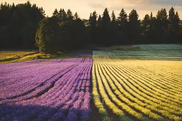 Floriculture Source of Revenue for Farmers - organic monk