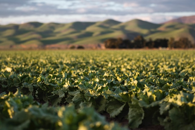 Future Of Agriculture