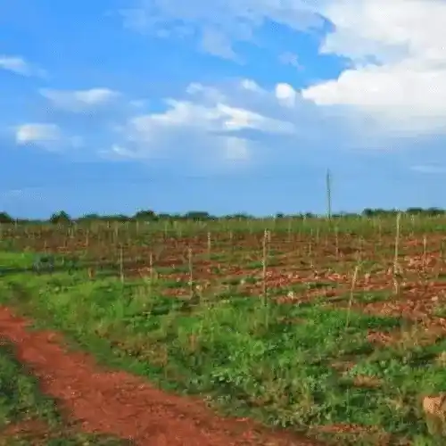 farm land - organic monk