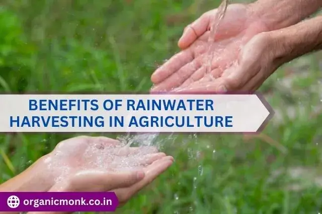 Benefits of Rainwater Harvesting in Agriculture - organic monk