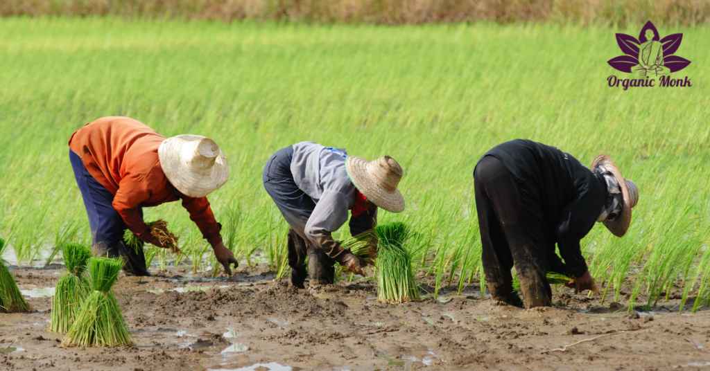 Organic Farming and Food Justice - Organic Monk