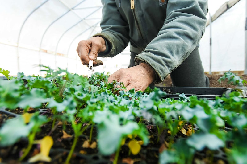 Artistry of Organic Farming - organic monk