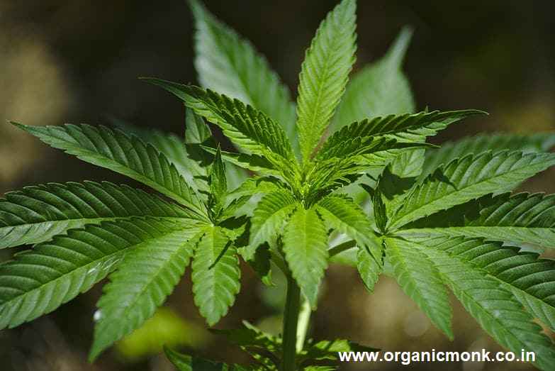 Extraordinary Benefits of Cannabis - organic monk