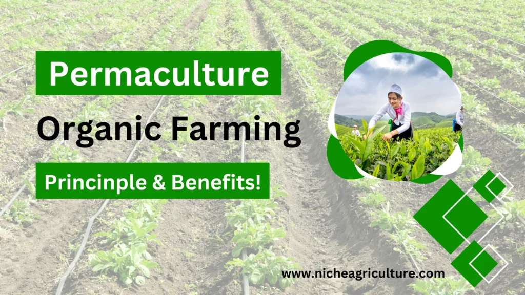 Permaculture in organic farming