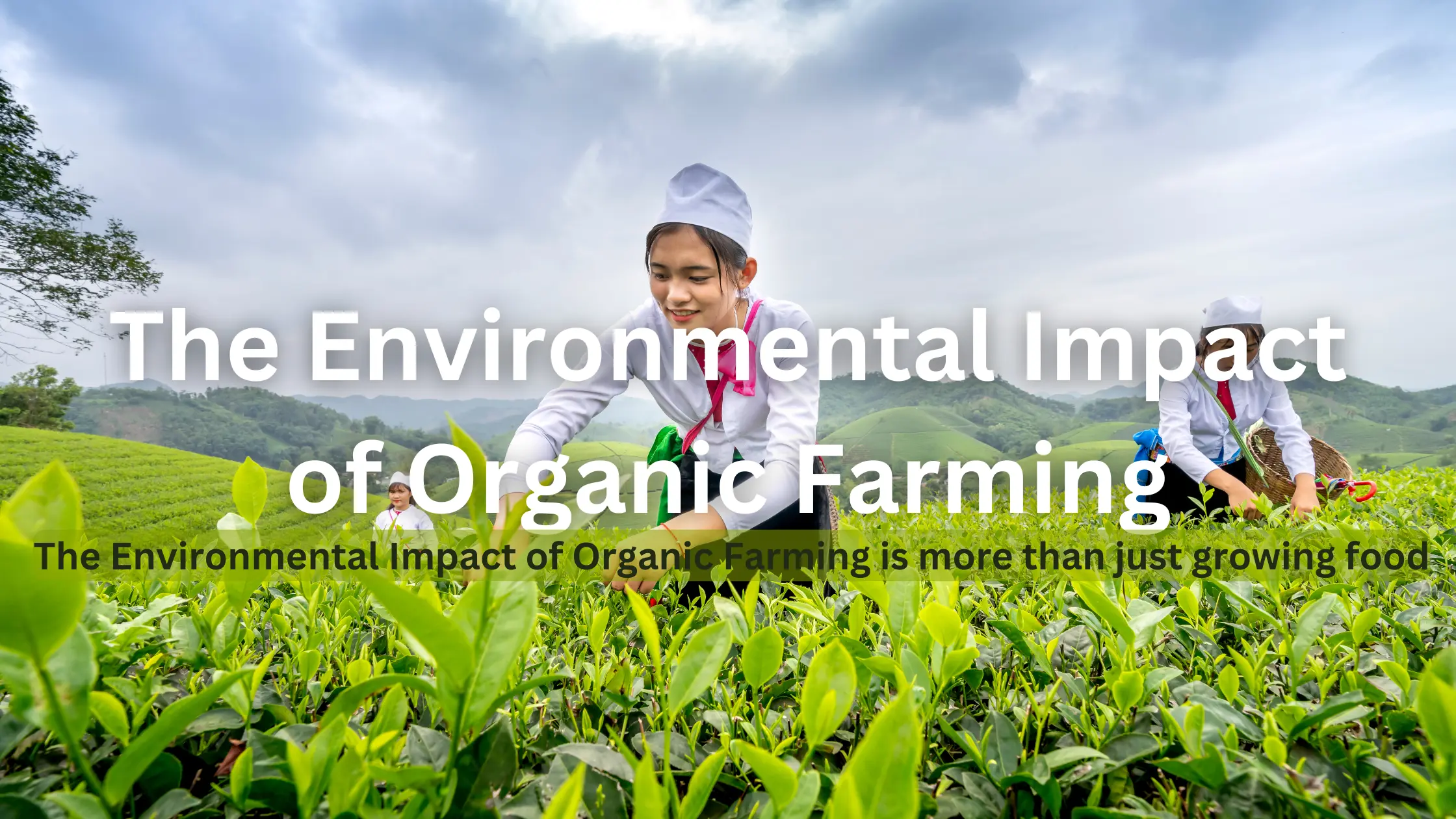 The Environmental Impact of Organic Farming