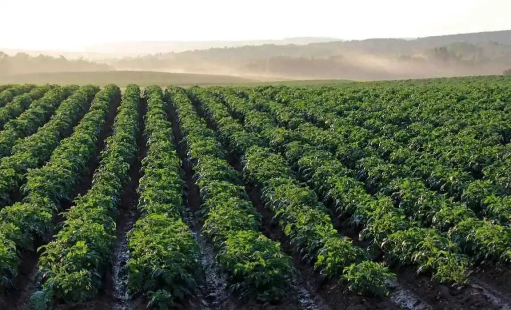 Best Location in Organic Farming in Bangalore
